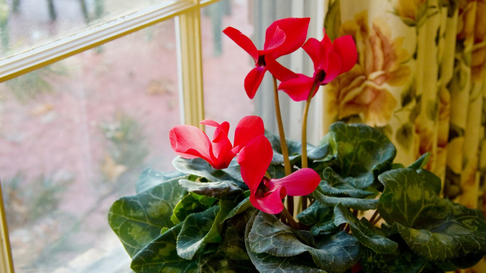 cyclamen planta