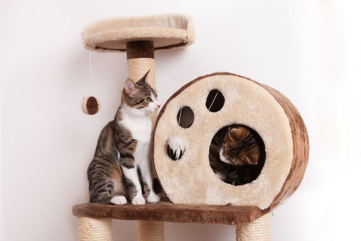 Guantes, cepillos y accesorios quitapelo son muy útiles para limpiar rascadores