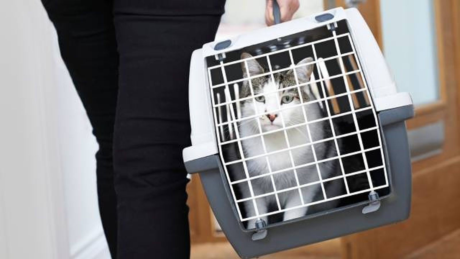 servicio de transporte de animales puerta a puerta