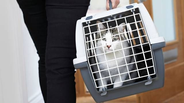 servicio de transporte de animales puerta a puerta
