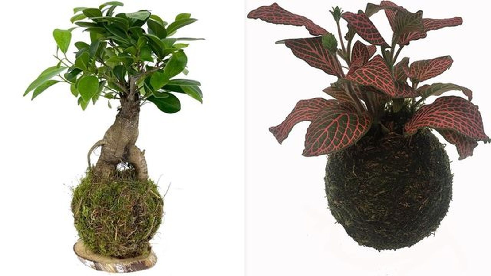 kokedamas amazon