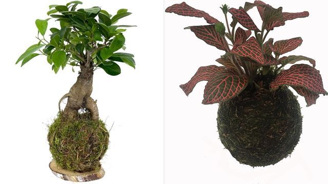 kokedamas amazon