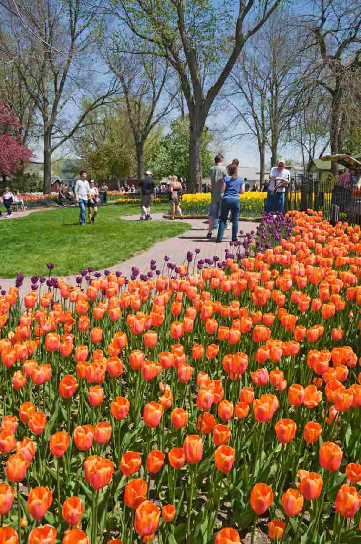 Campo de tulipanes lleno de colores.