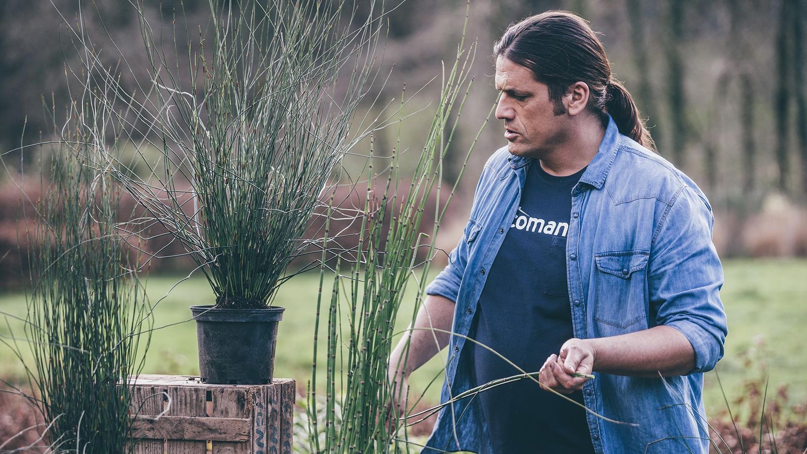 979 jardineria restio ciudad del cabo xl