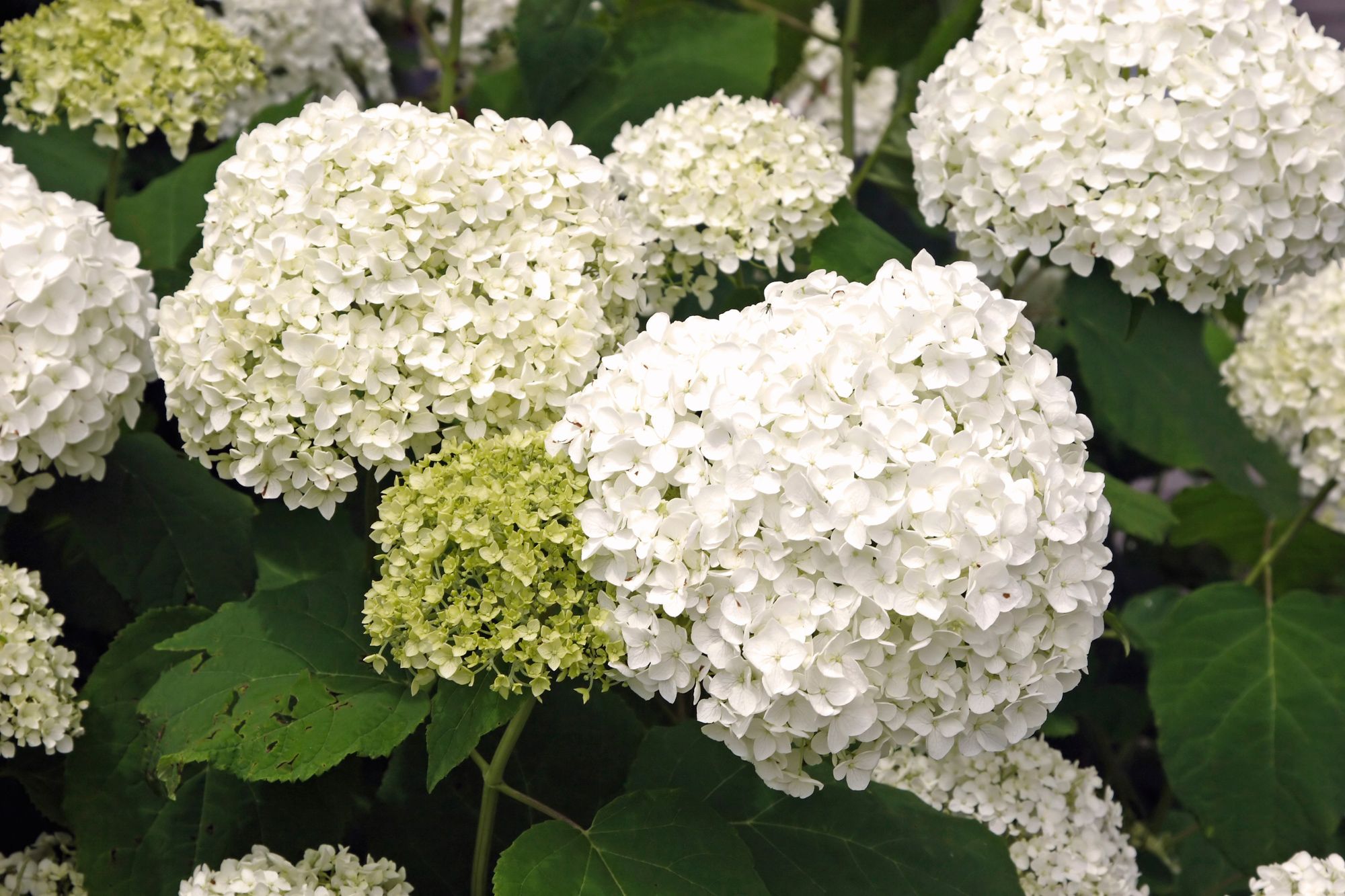 cultivo hortenisas contenedor xl