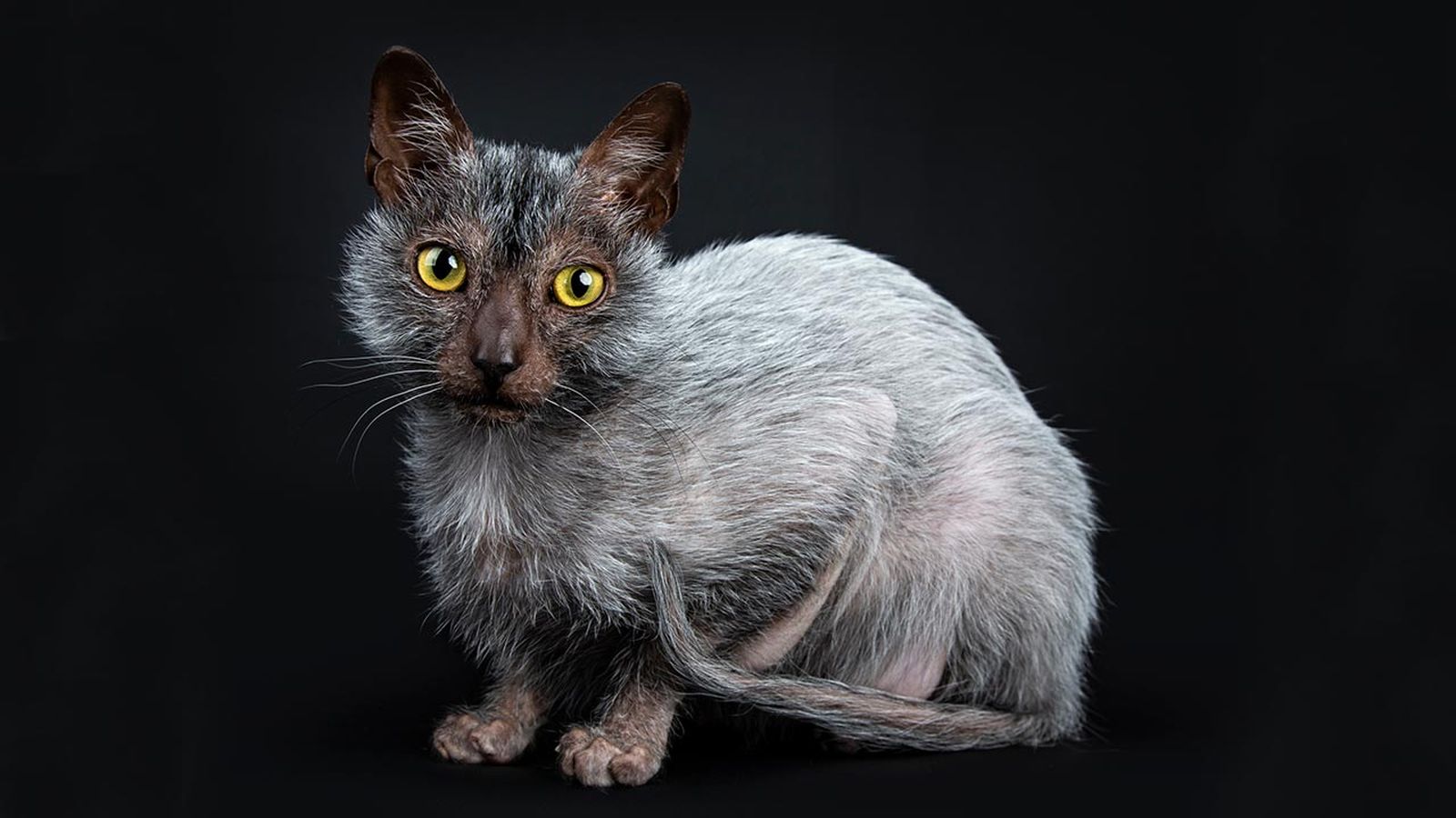 lykoi gato lobo portada