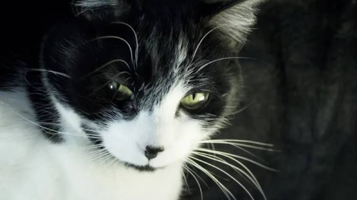 leucemia en gatos 1
