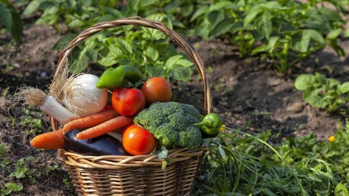 frutas verduras organicas en cesta de mimbre
