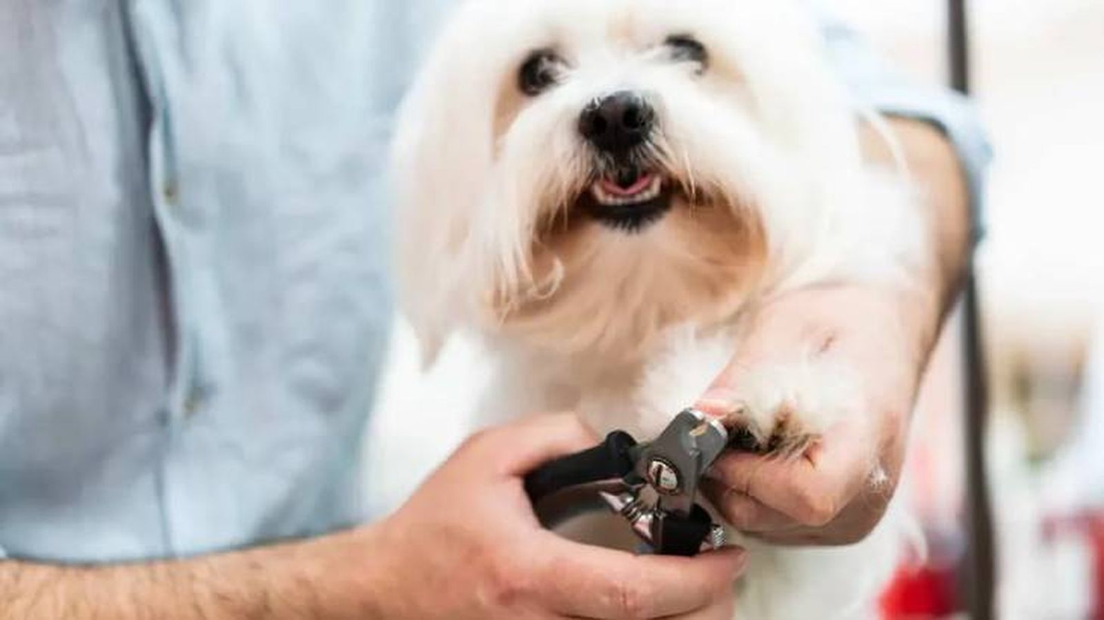 como cortarle los espolones a un perro 13 (1)