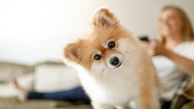 pomerania mirando