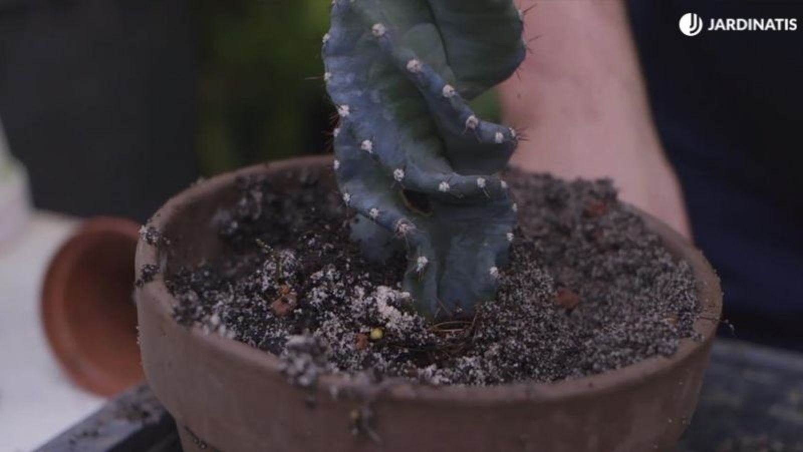 Trasplante de cactus espiral