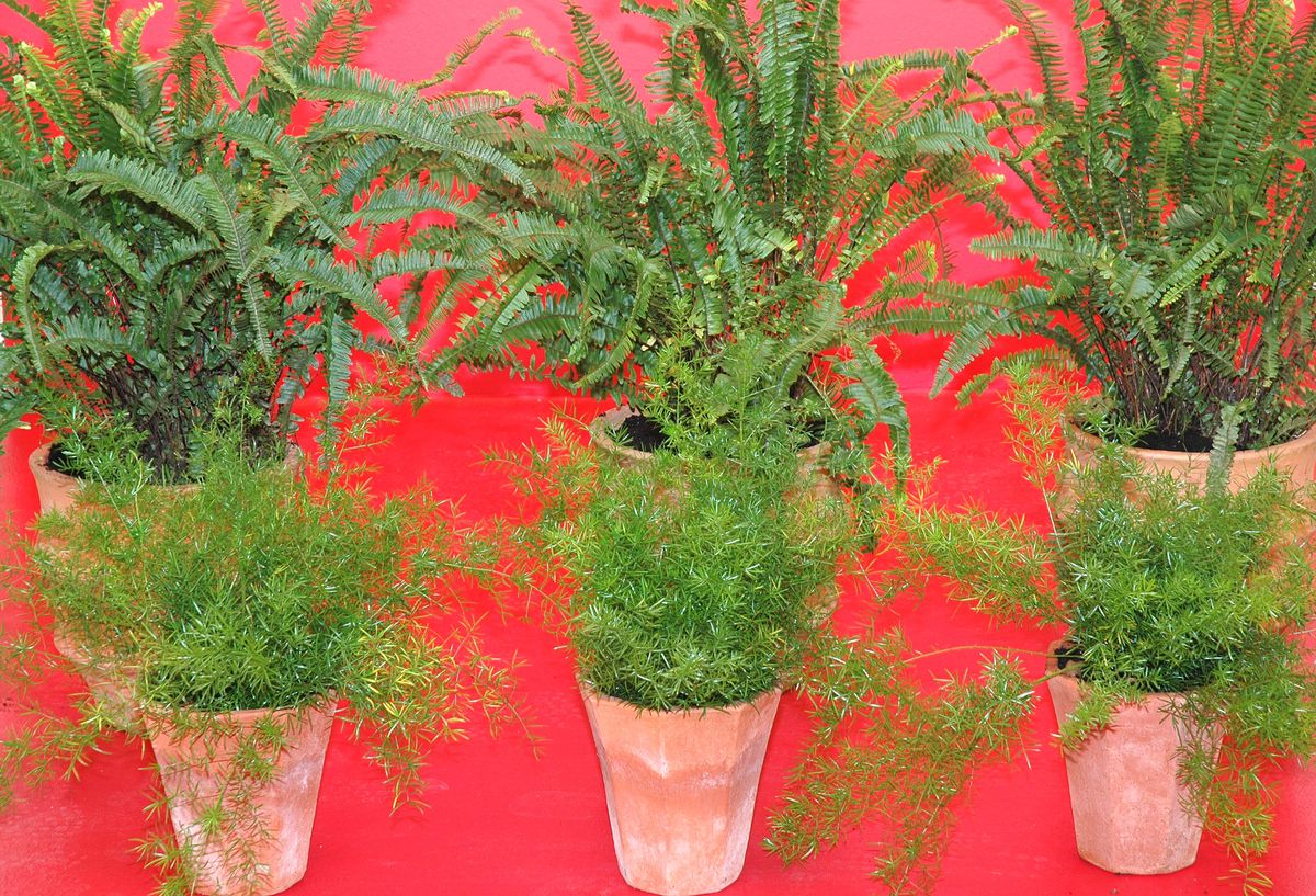 Composición con helechos y esparragueras p7