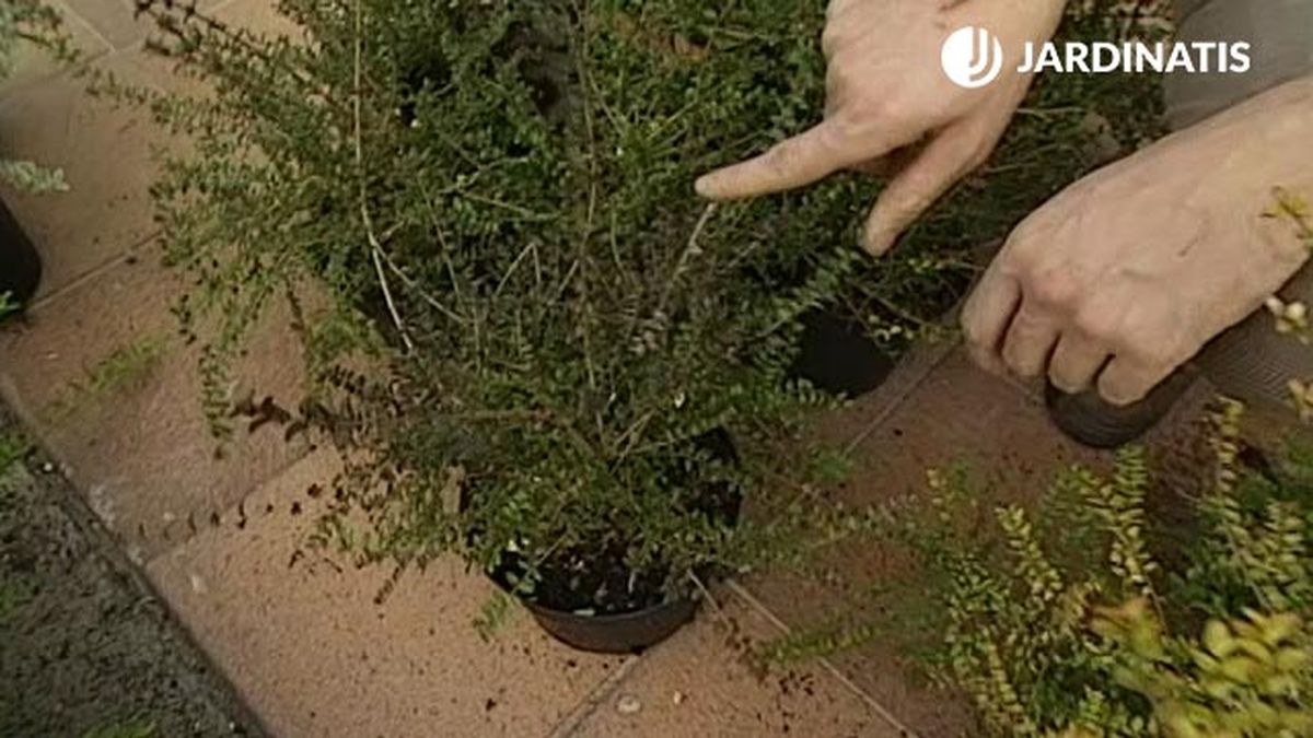 plantacion con loniceras nítida comun verde en el jardin xl brico 357