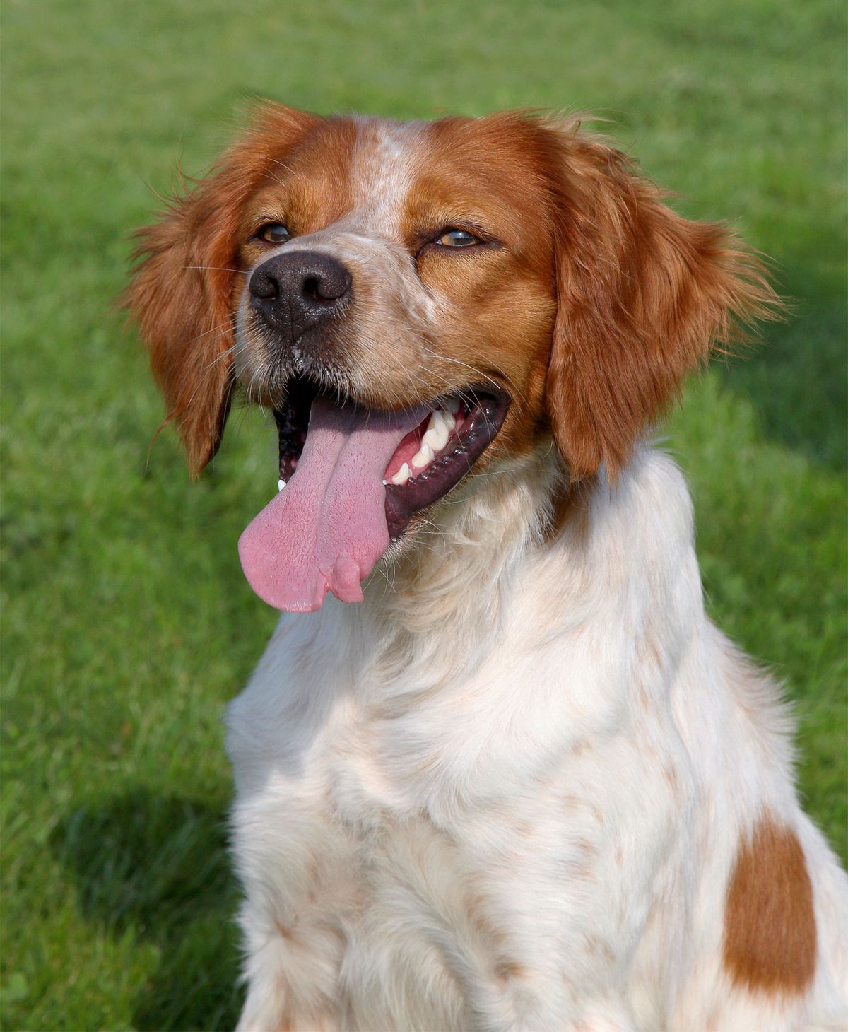 mascotas=perros=spaniel=breton1
