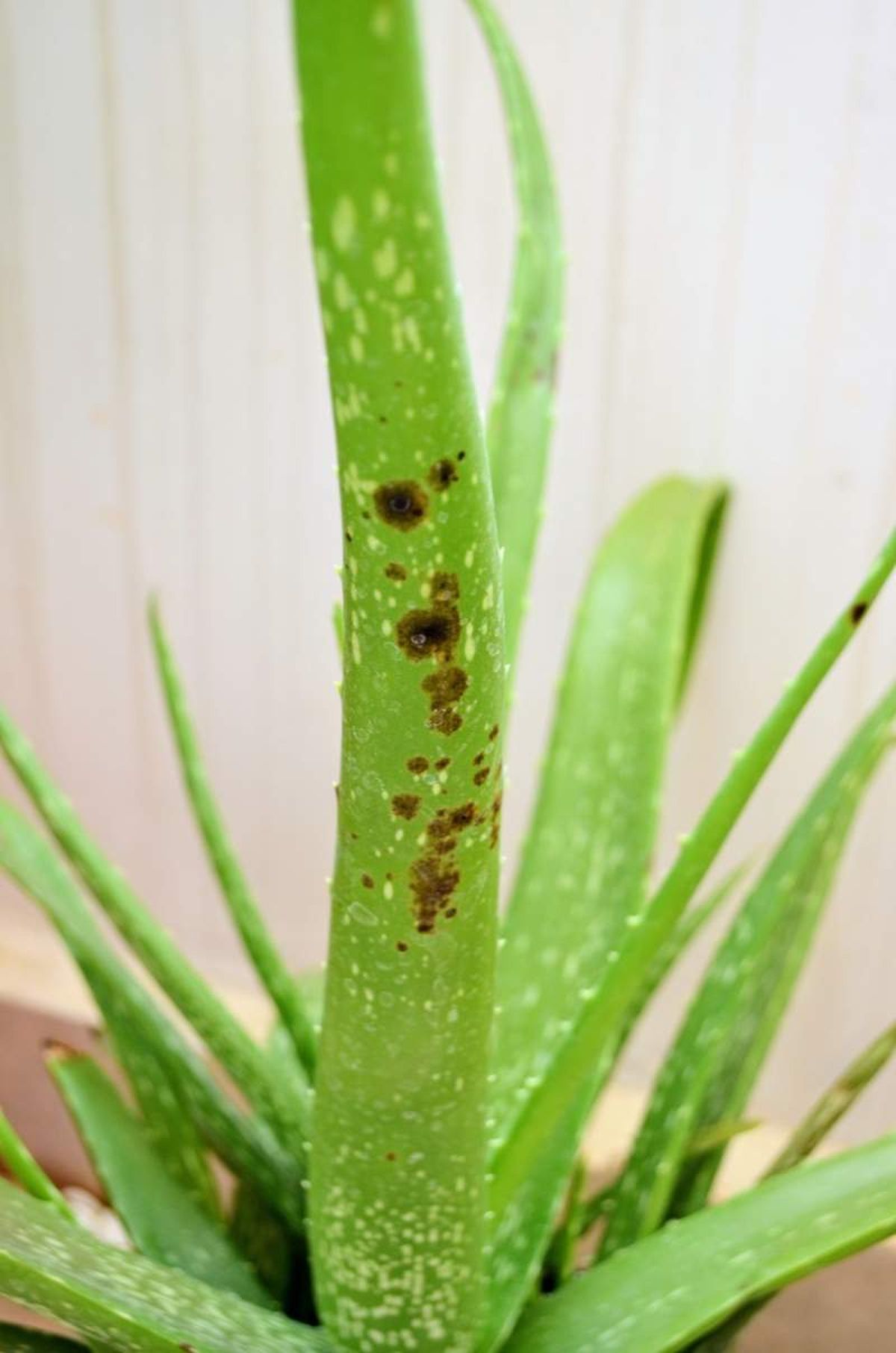 Manchas negras en las hojas del aloe vera