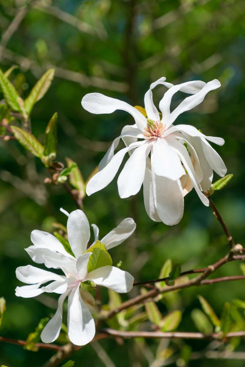 Floración de la Magnolia estrellada o magnolia de estrella.