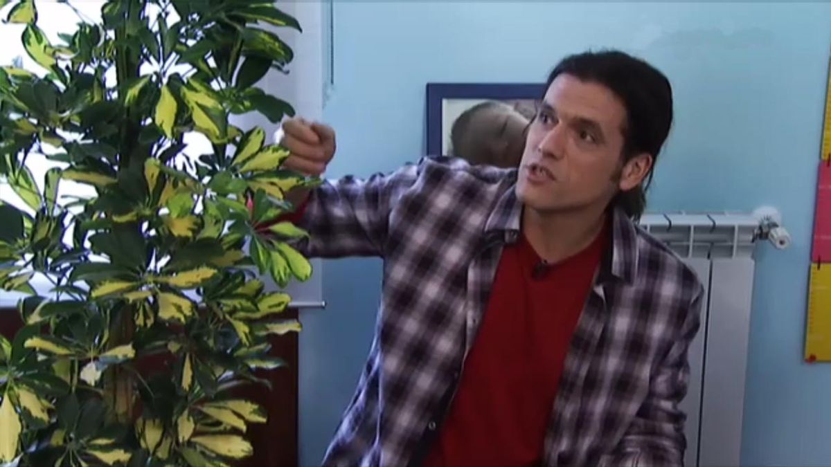 deco 378 jardin combatir cochinilla cheflera