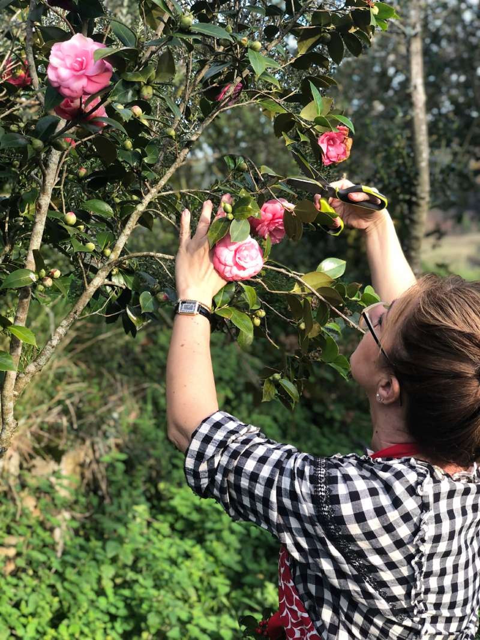 Cortar camelias para hacer la corona navideña rústica.