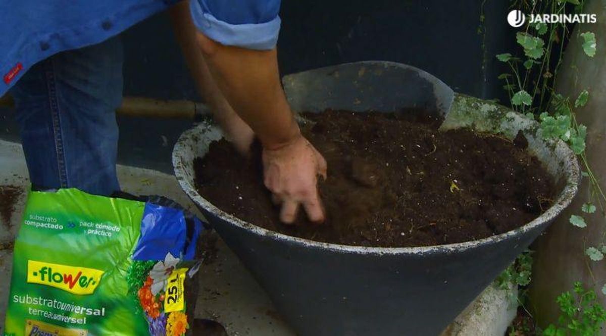 Requiere un sustrato que drene de forma correcta