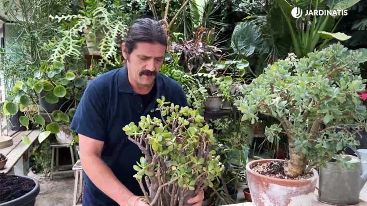 arbol de jade jardinatis 22 22