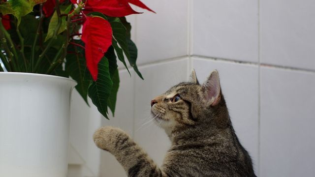 flor de pascua planta toxica gatos