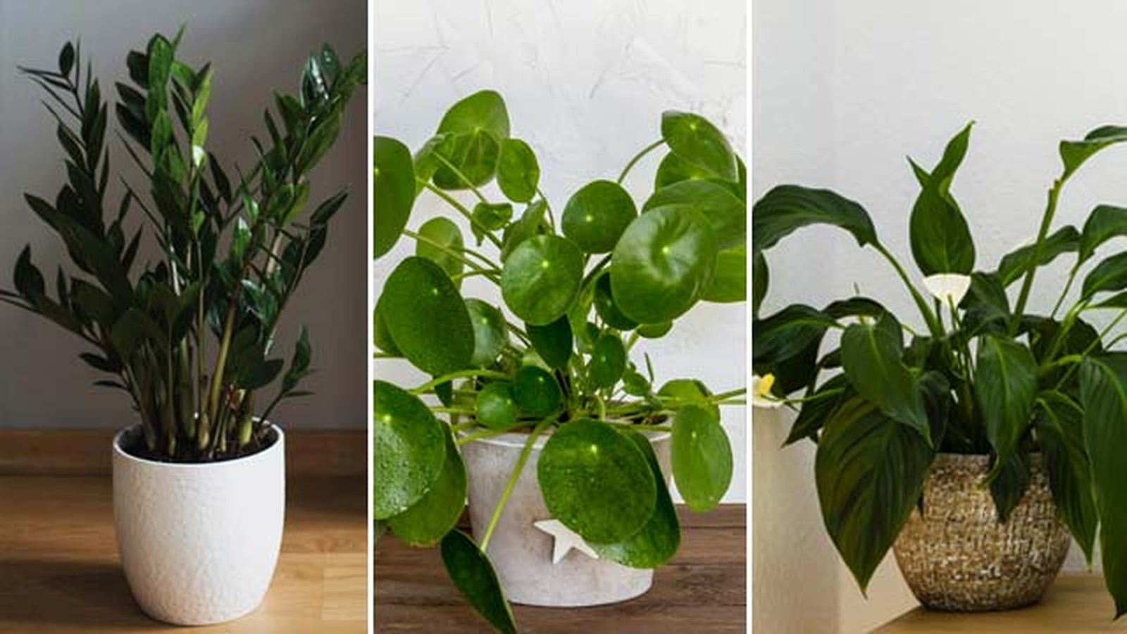 zamicoulca planta del dinero china espatifilo urban jungle