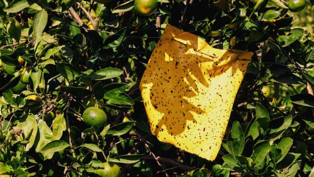 mosca de la fruta ceratitis capitata trampa en el árbol de mandarina