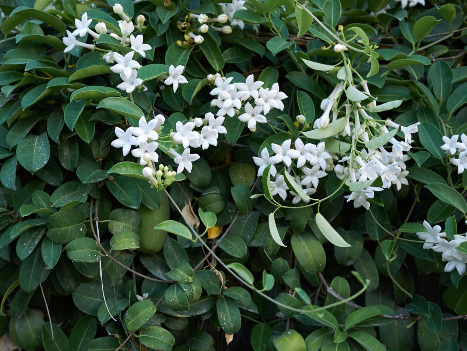 El Jazmín de Madagascar crece a un ritmo bastante lento.