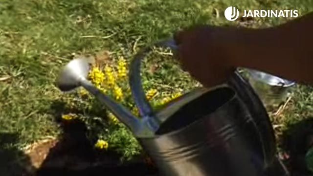 plantacion de la genista en el jardin riego p2