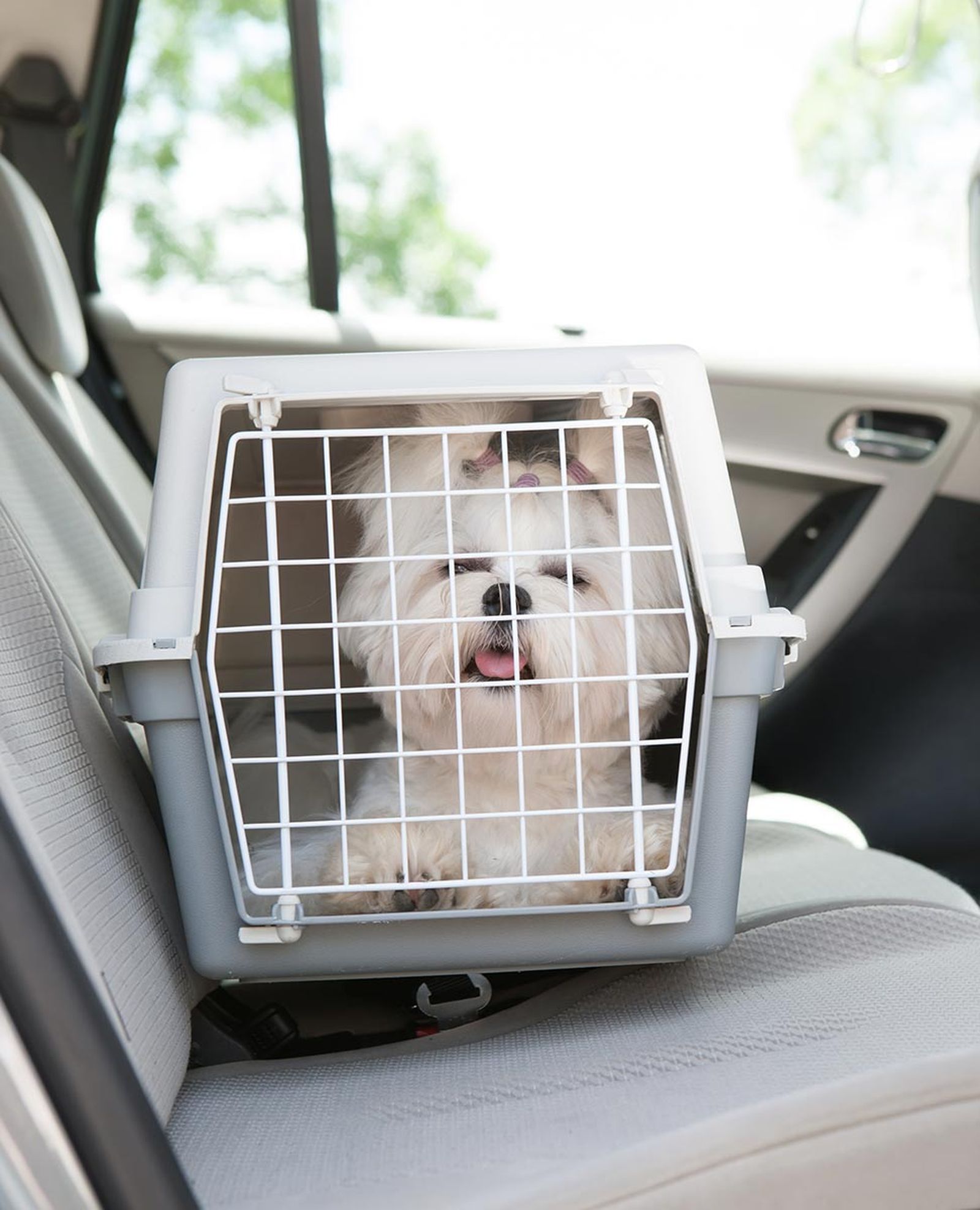 mascotas trasportin viaje coche