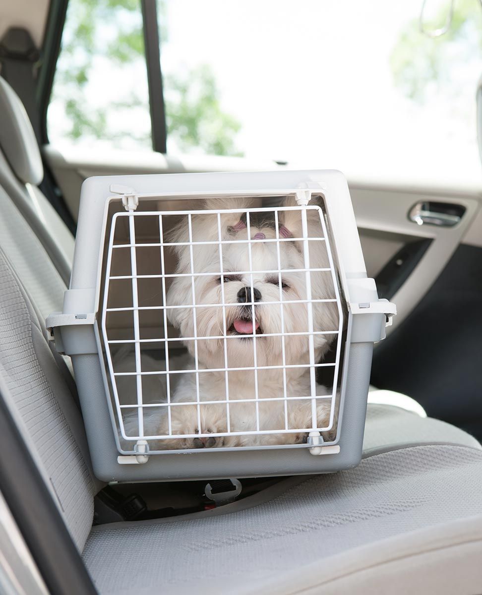 mascotas trasportin viaje coche