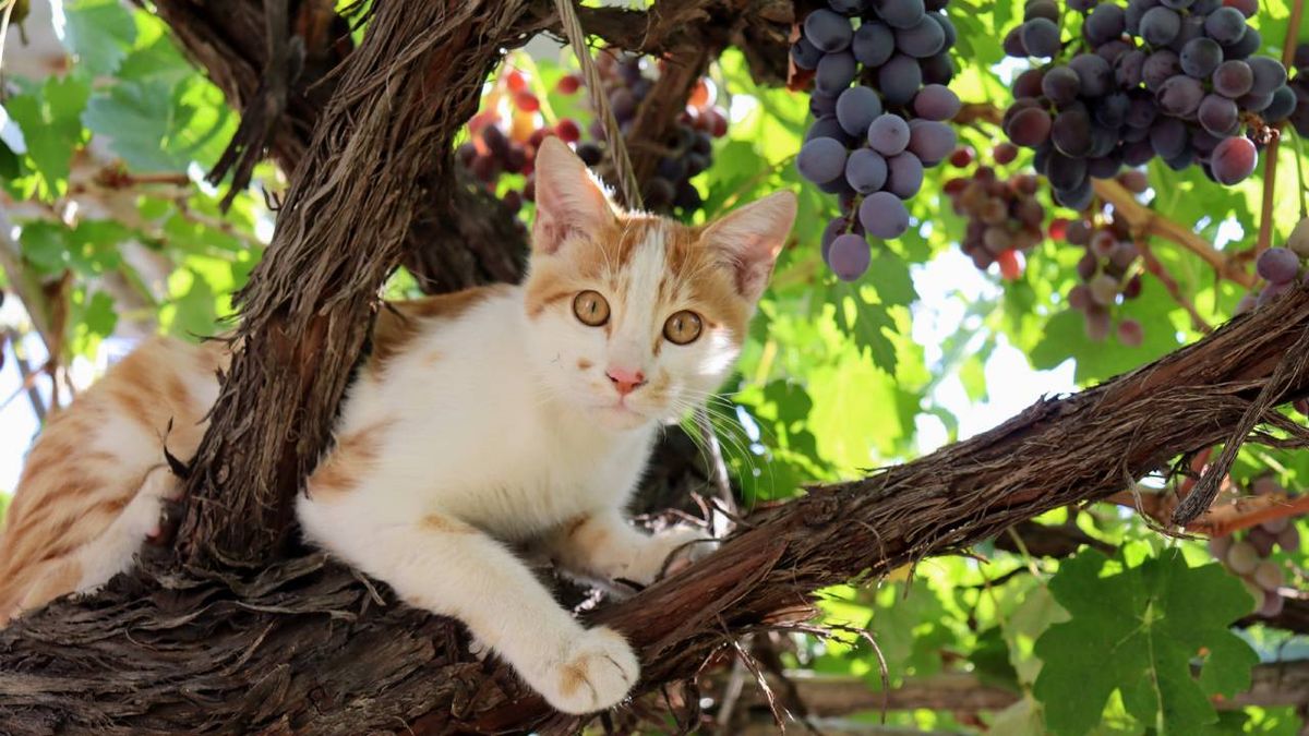 los gatos pueden comer uvas