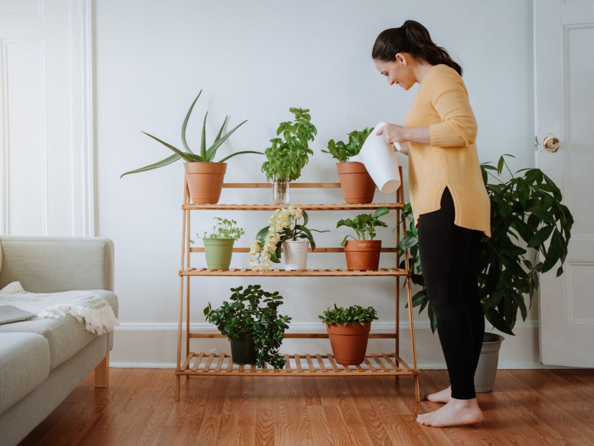 Después de completar el período de cuarentena, reúne la planta nueva con el resto de la colección.