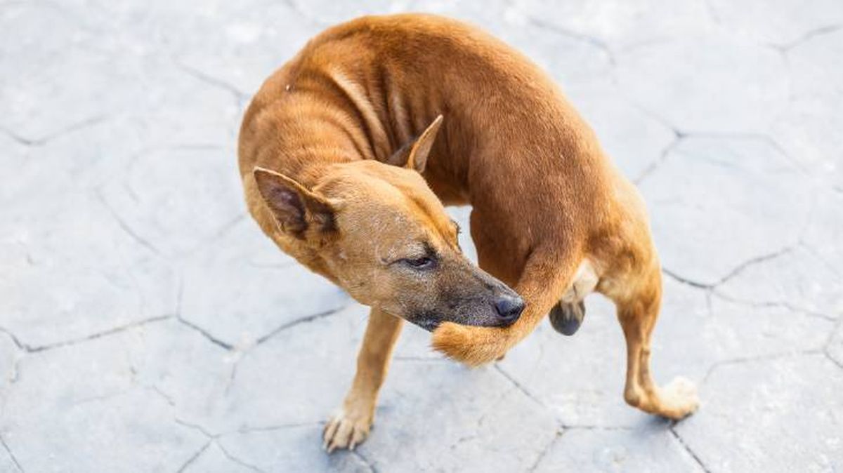 Un perro callejero mordiendo su cola