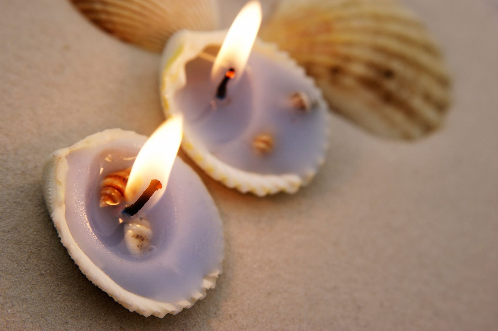 velas conchas mar