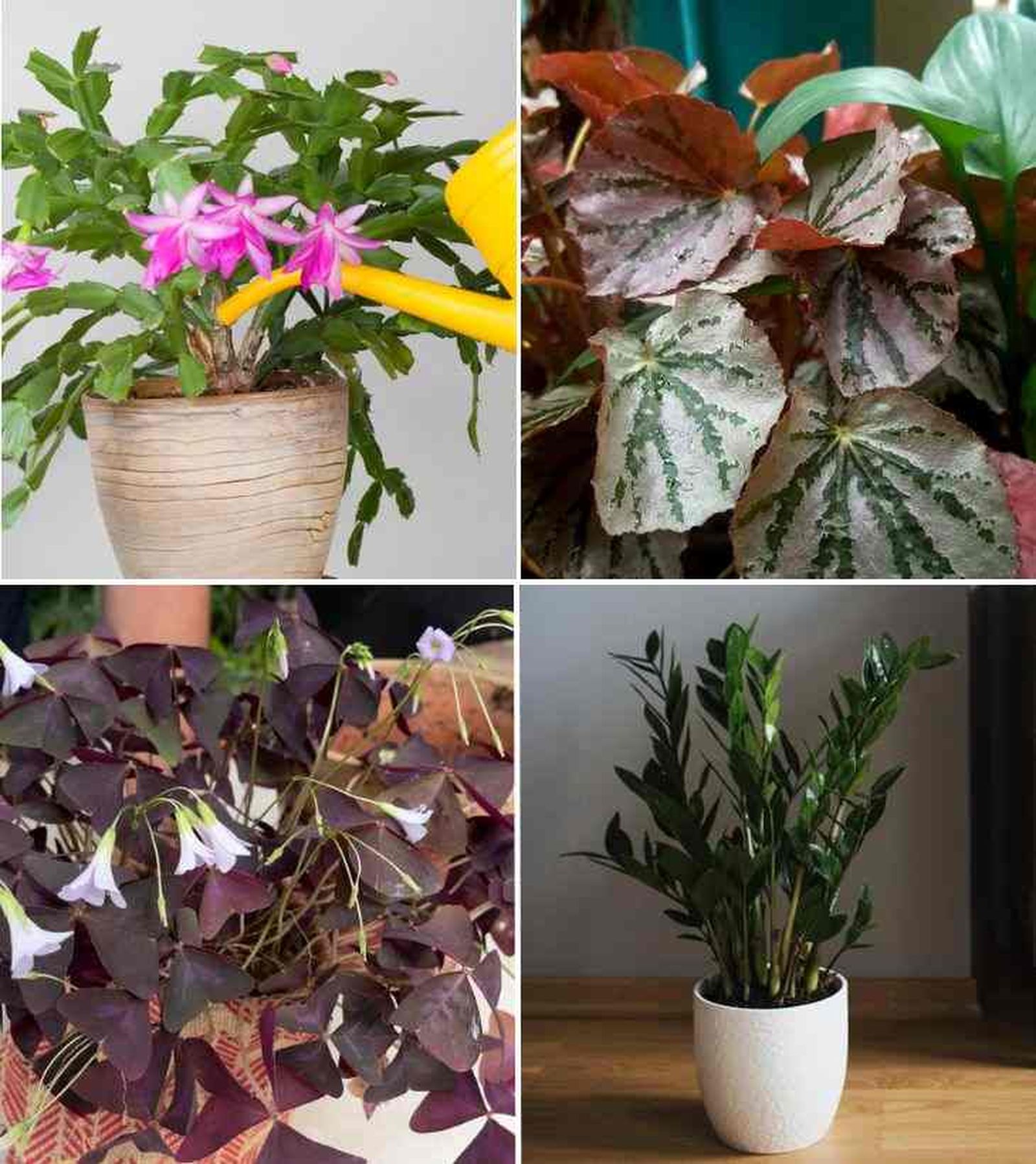 plantas exosticas cactus de navidad begonia rex oxalis triangularis zamioculca