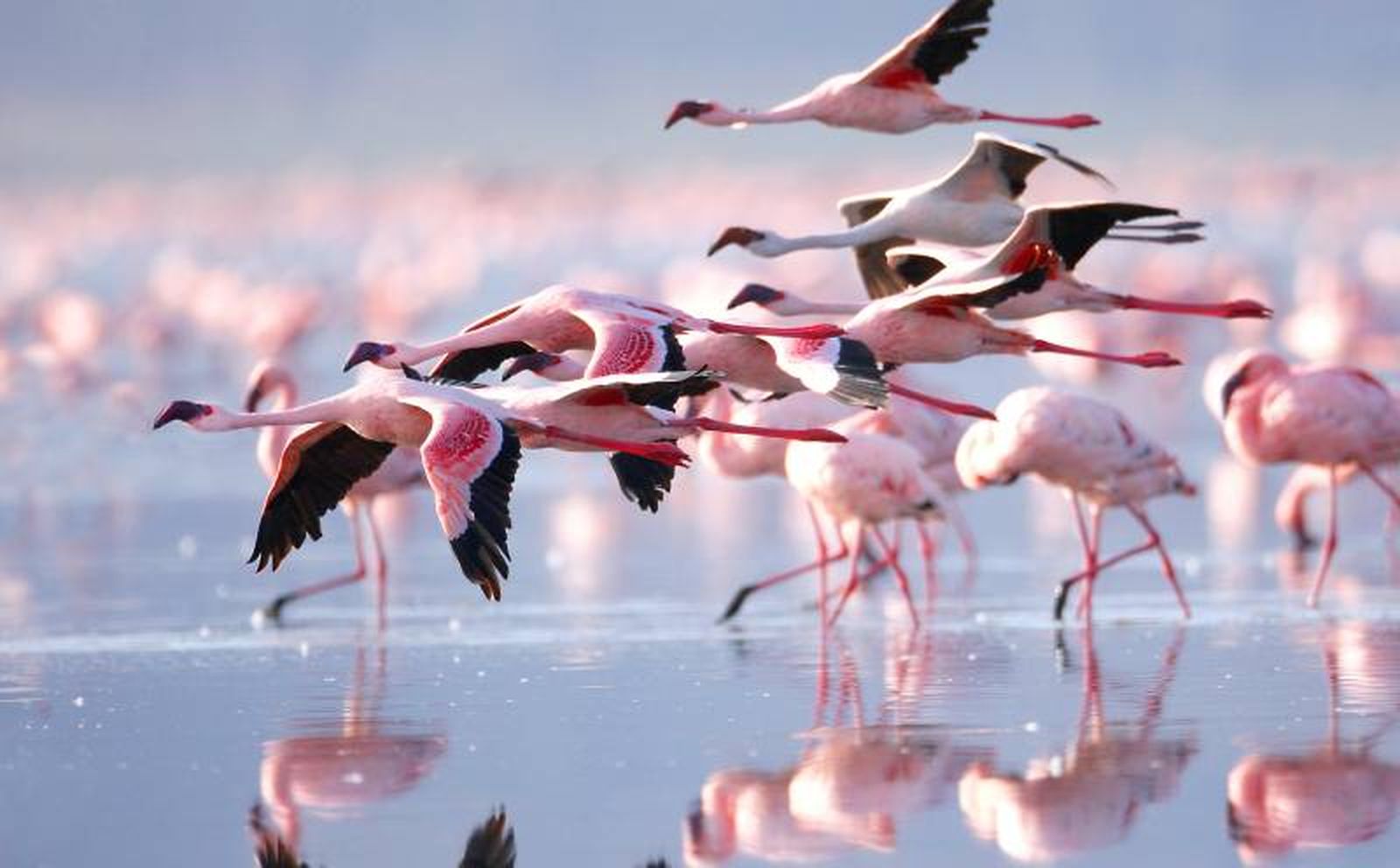 Una de las características más populares de los flamencos es su color rosado.