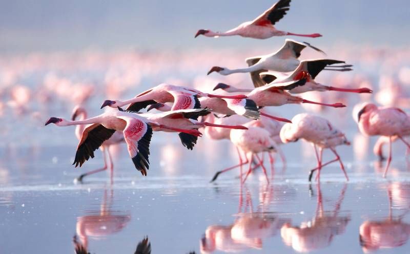 Una de las características más populares de los flamencos es su color rosado.