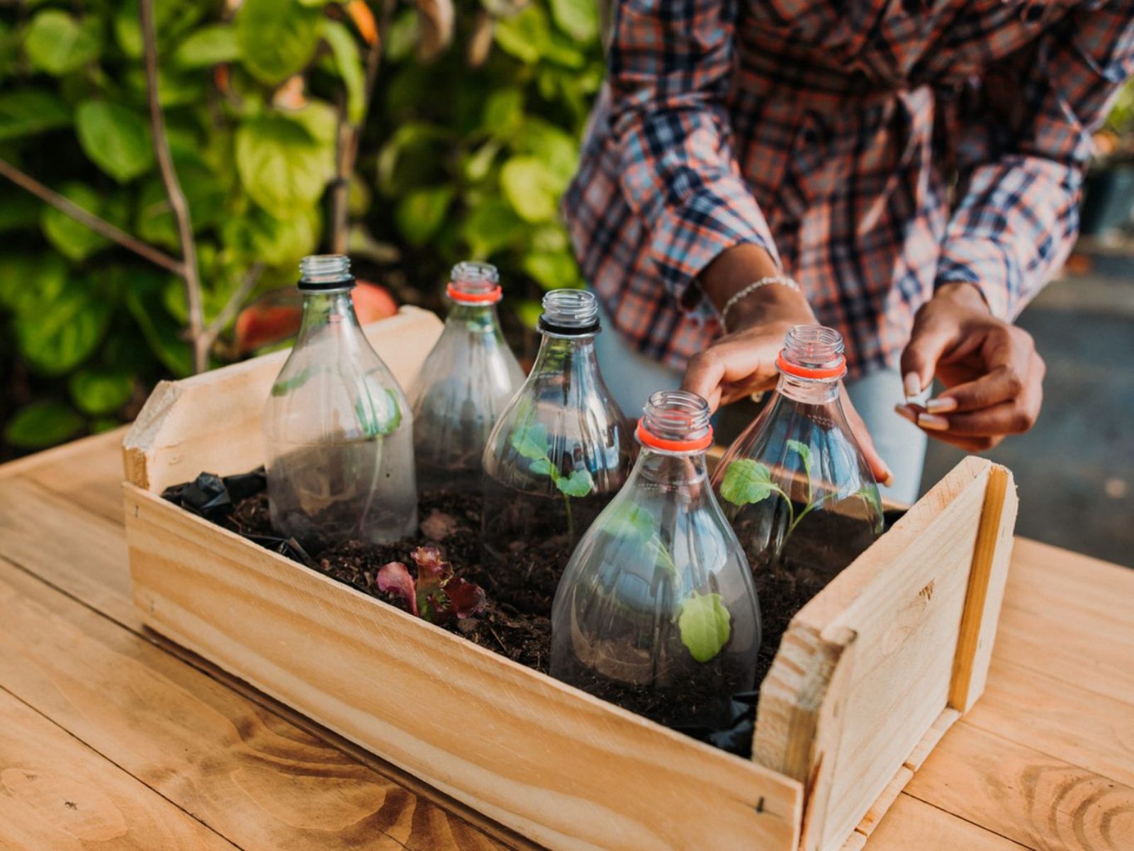 Uso de botellas de plástico como mini invernaderos.