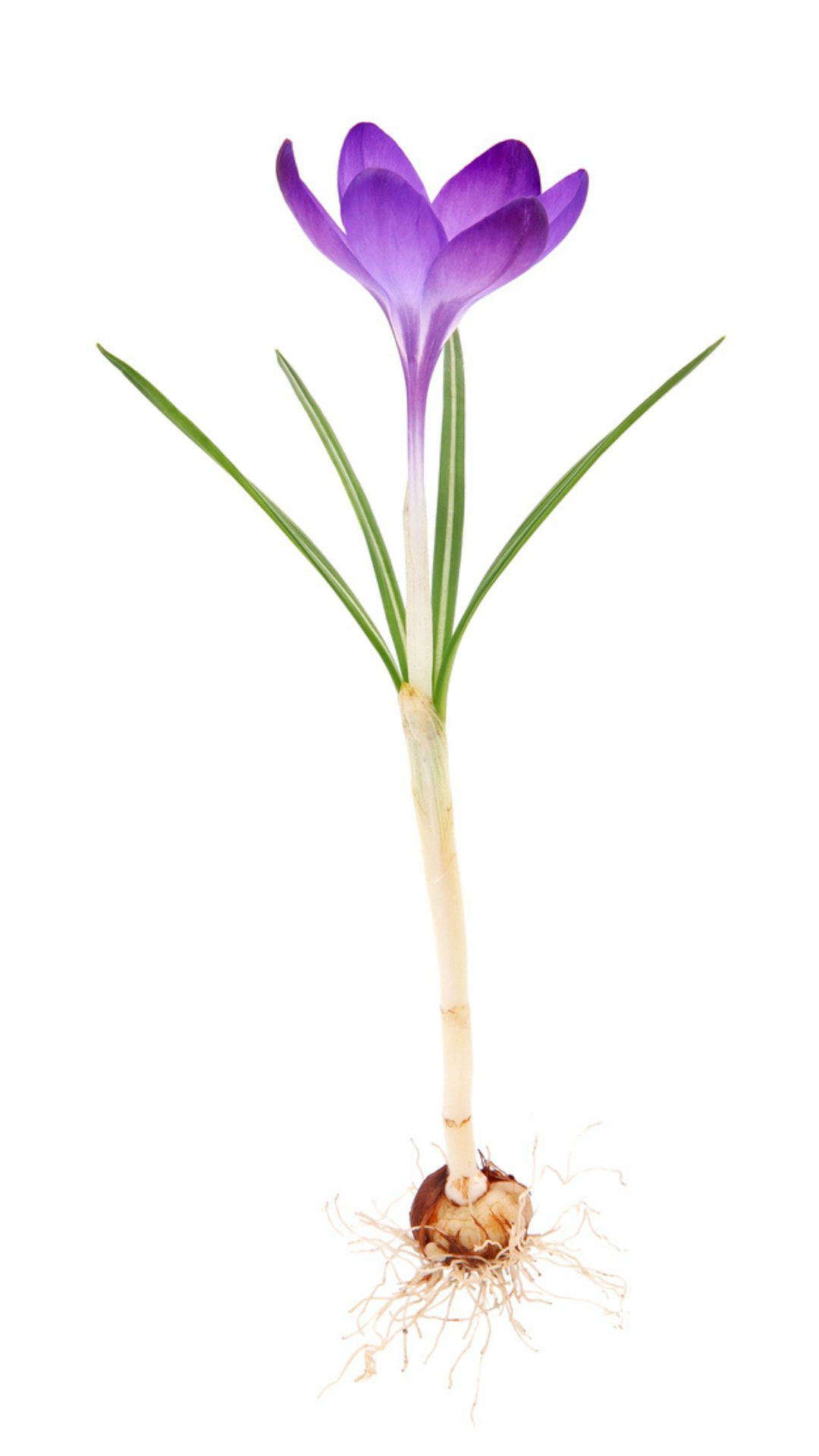 cebollino del azafran