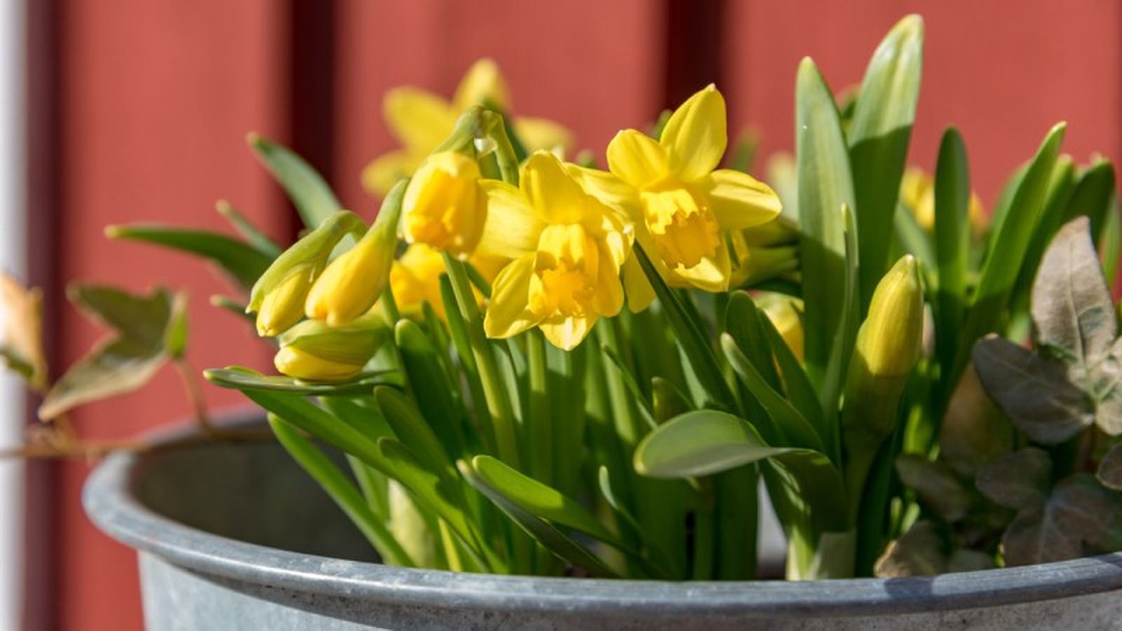 Narcissus spp.