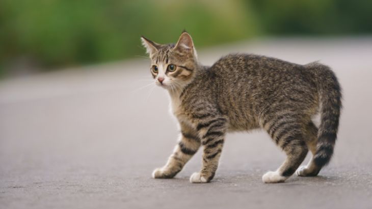ansiedad en gatos 6
