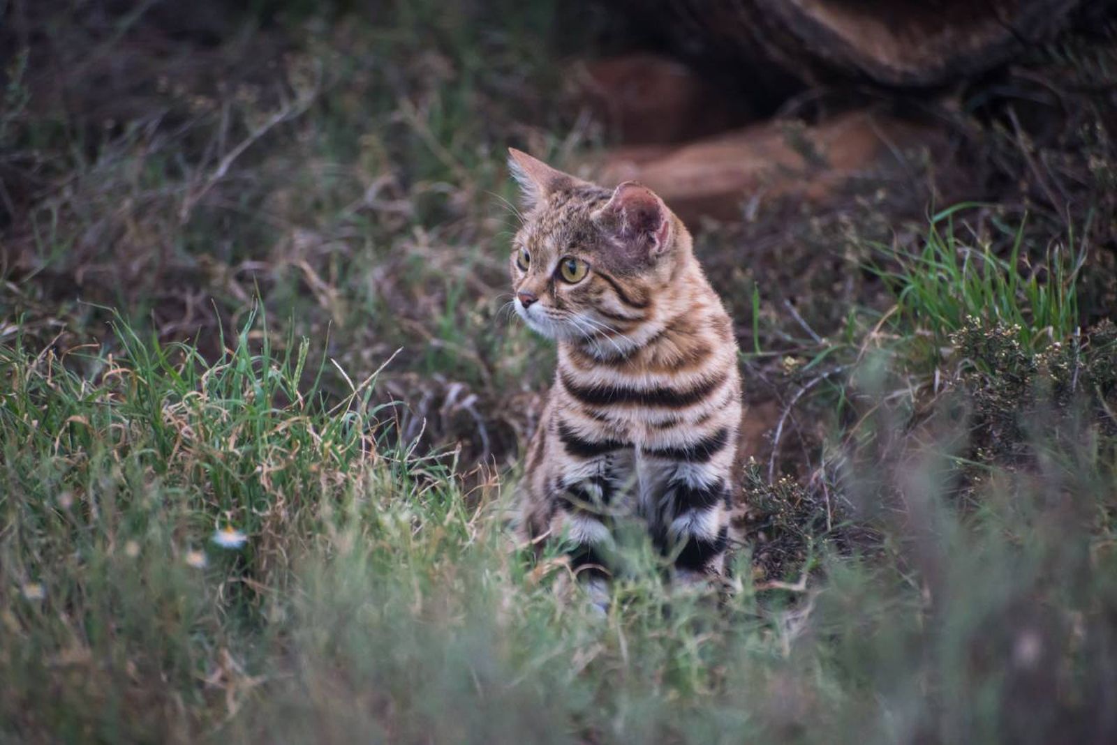 Este felino africano es considerado como uno de los depredadores más eficaces y letales del mundo.