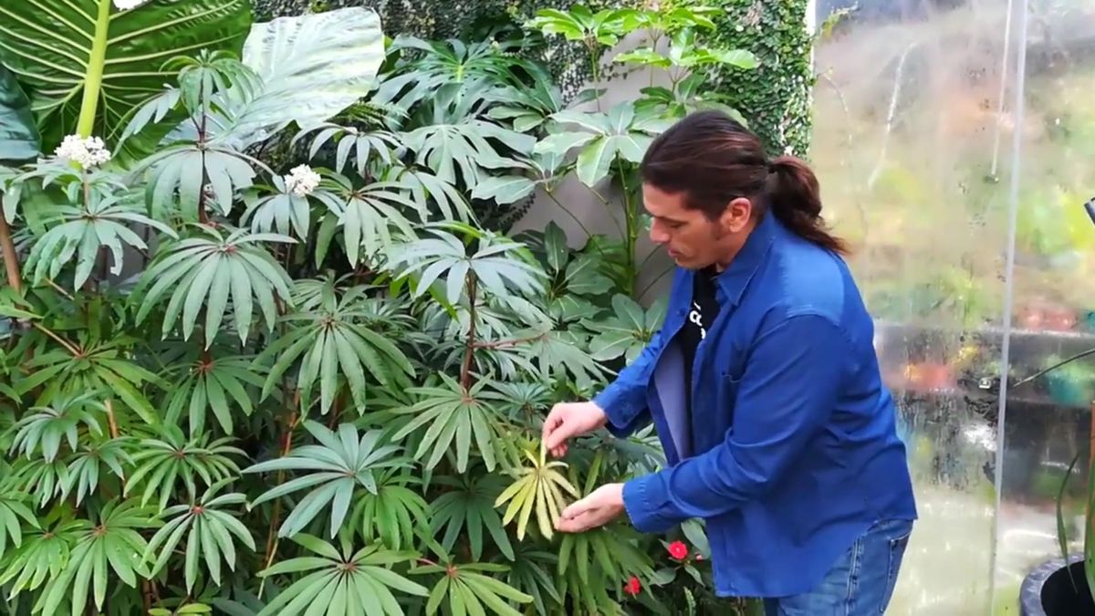 causas amarilleamiento hojas diefembaquia xl