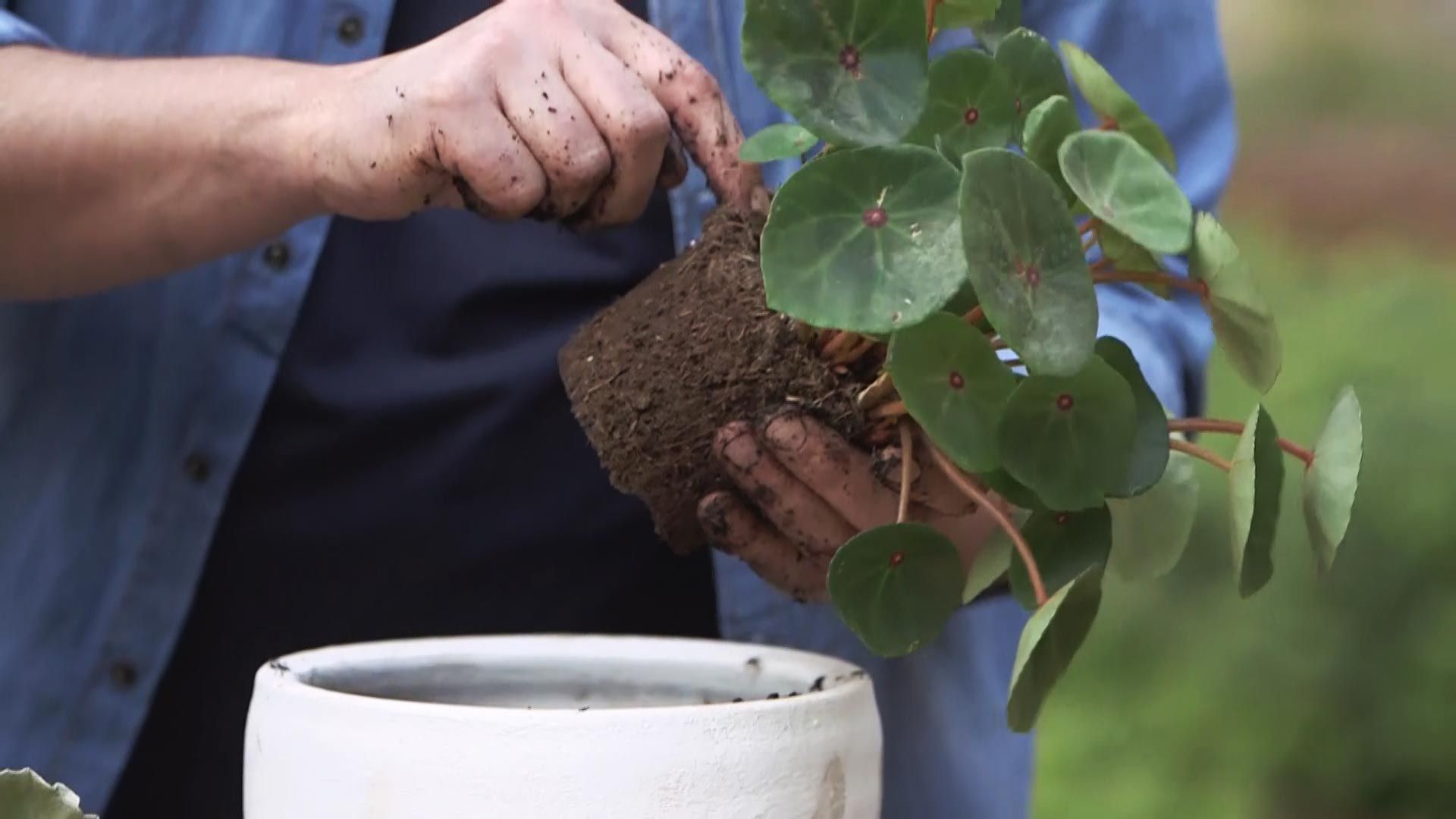980 jardineria begonia humedad