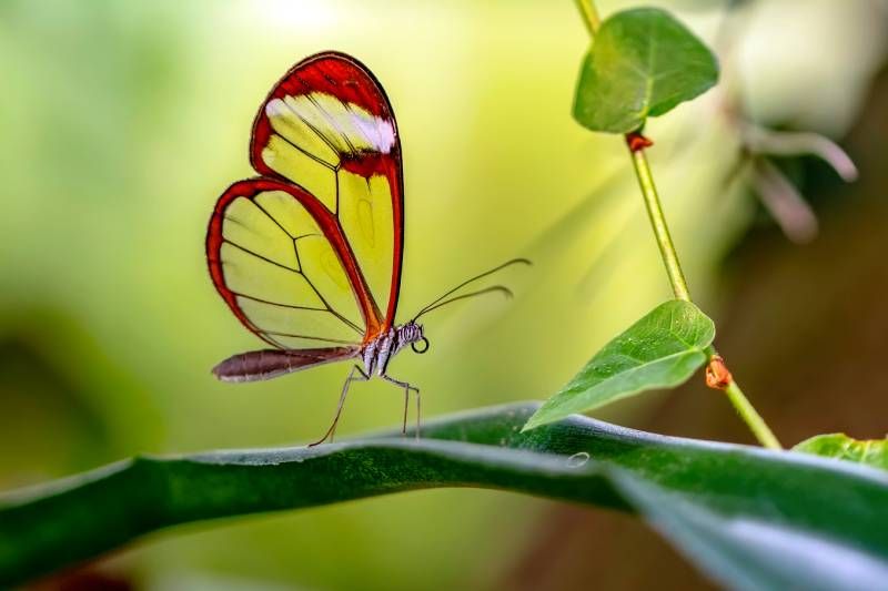 Una de las características más sorprendentes de la mariposa de cristal es su velocidad de vuelo.