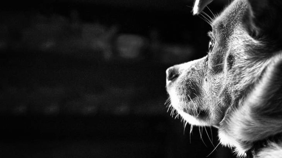 sanciones ley bienestar animal perro