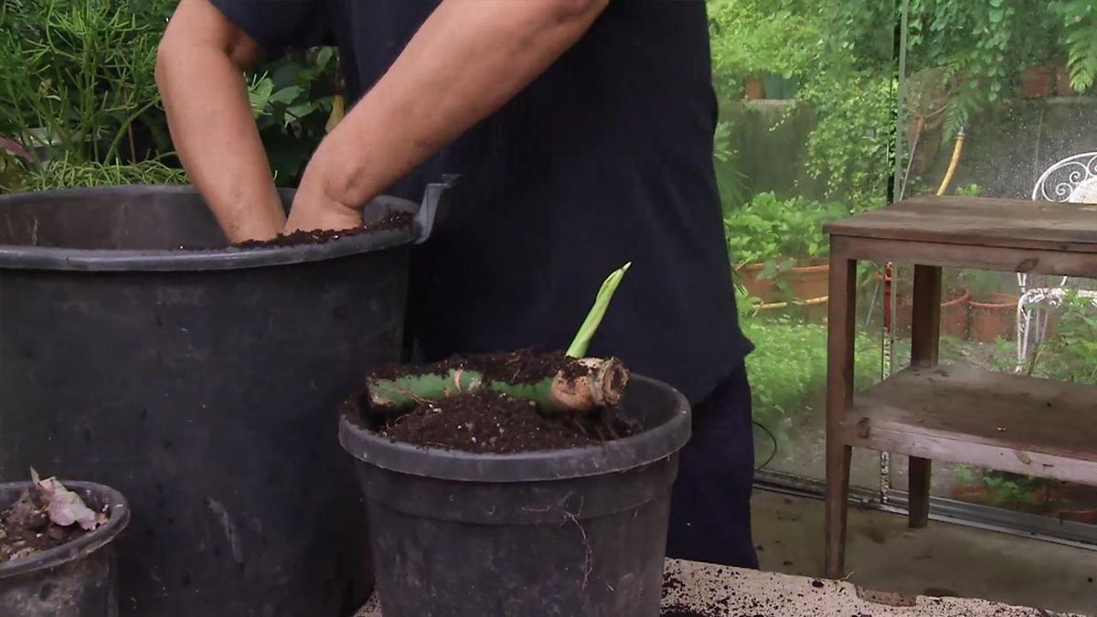 deco 781 jardin costilla de adan monstera deliciosa sustrato reproduccion