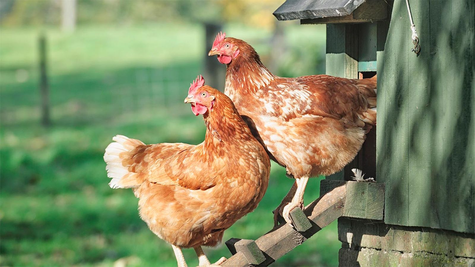 gallineros mas vendidos amazon portada2