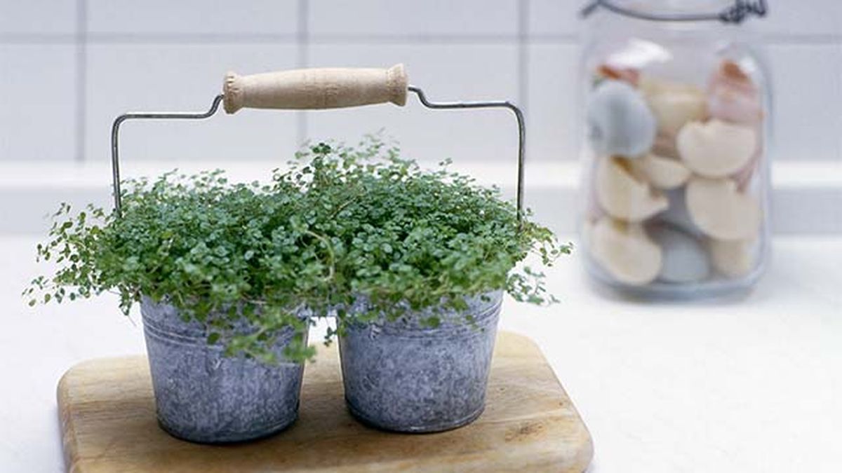 Soleirolia soleirolii